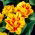 Tulipa Monsella - Tulip Monsella - 5 bulbs