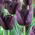 Tulipa Queen of Night - paquete de 5 piezas
