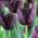 Tulipa Queen of Night - paquete de 5 piezas