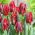 Tulipano Rococo - pacchetto di 5 pezzi - Tulipa Rococo