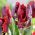 Tulipano Rococo - pacchetto di 5 pezzi - Tulipa Rococo