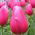 Tulipaner Rose - pakke med 5 stk - Tulipa Rose