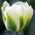 Tulipa Spring Green - Tulip Spring Green - 5 bulbs