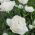 Tulipa Mount Tacoma – Tulpe Mount Tacoma - 5 Zwiebeln