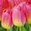 Tulp Tom Pouce - pakket van 5 stuks - Tulipa Tom Pouce