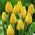 Tulipa Yokohama - Tulip Yokohama - 5 bulbs