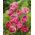 Tulipa Upstar - Tulip Upstar - 5 bulbs