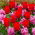 Röd tulpan och rosa hyacint set - 40 st - 