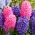 Set di giacinti blu e rosa - 24 pezzi - 