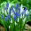 Traubenhyazinthe - Muscari - weiß-blaue Komposition - 60 Stück