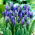 Breitblättrige Traubenhyazinthe - Muscari latifolium - große Packung! - 100 Stück
