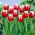 Tulipa Leen van der Mark - Tulip Leen van der Mark - 5 bulbs