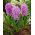 Hyacinthus orientalis - Amethyst - pacchetto di 3 pezzi -  Hyacinthus orientalis