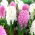 Hvide og lyserøde blomster hyacinter - 24 stk - 