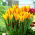 Tulip Giuseppe Verdi - Tulip Giuseppe Verdi - 5 bulbi - Tulipa Giuseppe Verdi