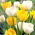 Set tulipano bianco e giallo - 50 pezzi - 