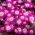 Oosterse anemoon - Pink Star - pakket van 8 stuks - Anemone blanda