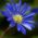 Anemone blanda - Blue Shades - pacchetto di 8 pezzi