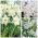 Selezione di narcisi a fiore bianco - 45 pezzi - 