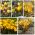 Crochi - varietà a fiore giallo - 200 pezzi - 