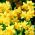 Narcissus Jonquilla -Narzisse Sweetness - 5 Zwiebeln