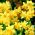 Jonquil - rush daffodil - Sweetness - pack besar! - 100 pcs - 