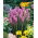 Gayfeather - Pink - Liatris spicata - Majestic Violet Spires - Fresh Seeds