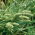 Canary grass - Phalaris canariensis - Ideal for Fresh or Dried Arrangements - Fresh Seeds