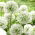 Allium Mount Everest - bulb / tuber / rădăcină