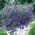 Miroir de Vénus - Legousia speculum - Fleurs violettes vibrantes pour jardins d’été - Graines fraîches