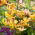 Lilje Martagon Gul - Lilium Martagon Yellow