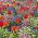 ดอกทิวลิปสีส้มน้ำเงินชมพูและขาวอัลไพน์ลืมฉันไม่ได้ - ชุดหอมและเมล็ด - 