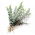 Eucalyptus cinerea - Eukalyptus - 10 Samen