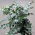 Eucalyptus cinerea - Eukalyptus - 10 Samen