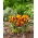 Crocus Orange Monarch - 10 piezas