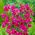 Ixia - Mabel - 25 pcs; corn lily