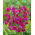 Ixia - Mabel - 25 pcs; corn lily