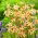 Ixia - Ixia paniculata Eos - 25 Stück; Klebschwertel, Mistelblume, Miniaturgladiole