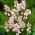 Ixia -Spotlight - 25 st; majslilja