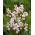 Ixia -Spotlight - 25 st; majslilja