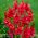 Ixia - Venus - 25 buc.; crin de porumb