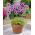 Leucocoryne purpurea Andes - 10 pcs; kemuliaan matahari - 