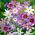 Leucocoryne-sortiment - 10 stk; herlighed-of-the-sun