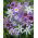 Leucocoryne-sortiment - 10 stk; herlighed-of-the-sun