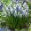 Grape Hyacinth - Muscari Mountain Lady - 10 pcs