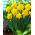 Double daffodil "Double Gold Medal" - 5 pcs.