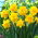 Double daffodil "Double Gold Medal" - 5 pcs.