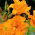Hemerocallis, Daylily Entender - цибулина / бульба / корінь - Hemerocallis hybrida Entendre