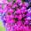 Lobelia Riviera Rose seeds - Lobelia pendula - 3200 biji - Lobelia erinus