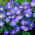 Anemone blanda - Blue Shades - pacchetto di 8 pezzi